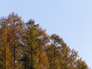 Golden autumnal trees against blue sky. Poland.