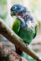 Vibrant parrot resting on a branch, showcasing its colorful feathers in a natural environment