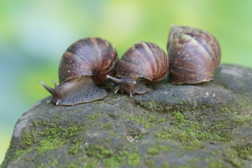 A number of escargots are foraging on the mossy ground. This mollusk has the scientific name Achatina fulica.