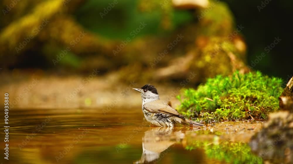 Poster eurasian blackcap in forest of friesland netherlands sits calmly in pool with reflection dipping int