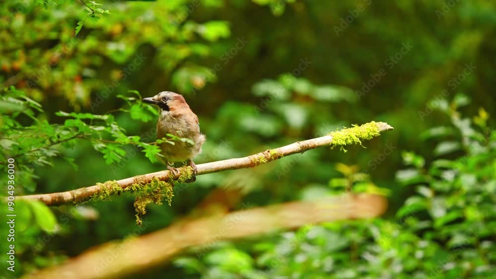 Poster eurasian jay in friesland netherland balances on thin branch with no leaves and moss patches in fore