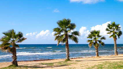 Beach and palm trees. Mediterranean sea coast. © Jan