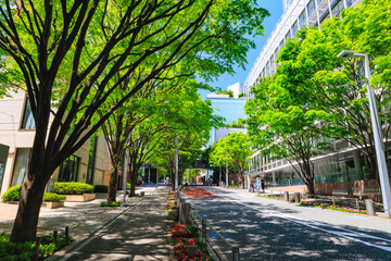 東京都　港区　六本木けやき坂通り