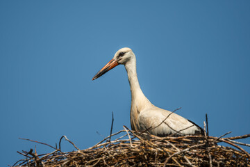 White stork in the nest. Stork against blue sky