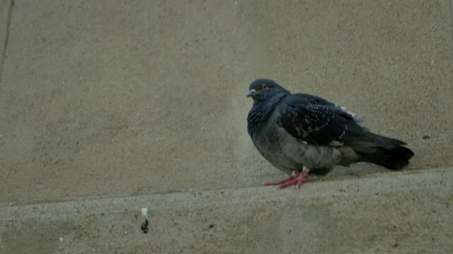 A dove sitting on an edge.