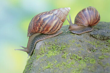 A number of escargots are foraging on the mossy ground. This mollusk has the scientific name Achatina fulica.