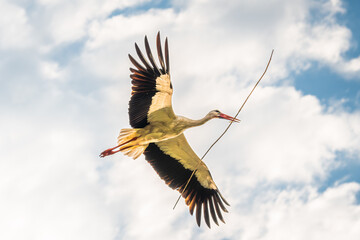 Stork in flight. White stork against cloudy sky © Piotr