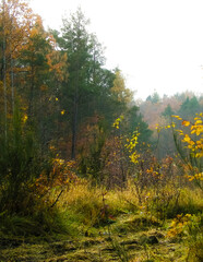 Autumnal forest landscape. Polish nature.