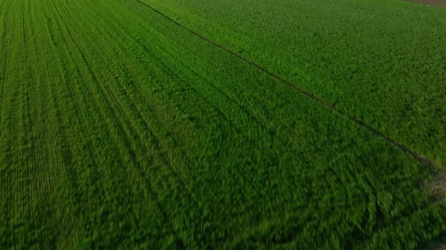 Lush green field shot from above, vibrant and serene