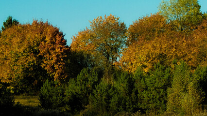 Naklejka premium Autumnal forest in sunny day, Poland.