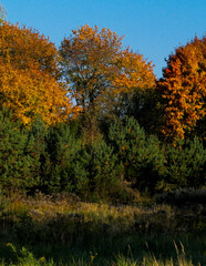 Autumnal forest in sunny day, Poland.
