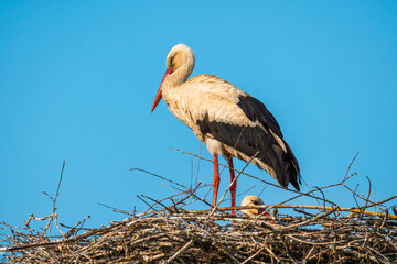 White stork in the nest. Stork against blue sky