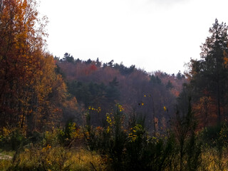 Autumn forest landscape, Poland.