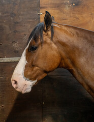 head of horses  at the rural exhibition
