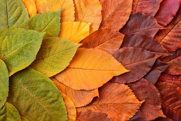 autumn leaves background