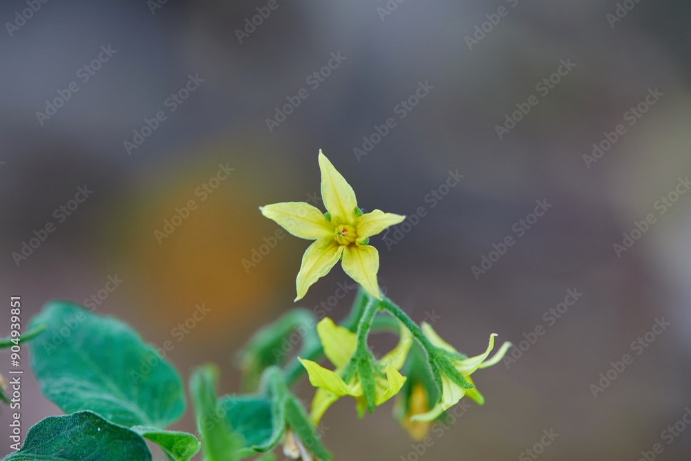 Wall mural close-up view of yellow tomatoes flower in bloom