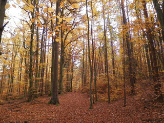 Polish forest in autumn.