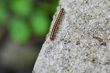 Close-up view of Millipede seams (Orthomorpha enghoffi sp.) in nature