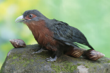 A young chestnut-breasted malkoha is hunting for escargots on the mossy ground. This beautifully colored bird has the scientific name Phaenicophaeus curvirostris.