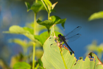 Slaty Skimmer Dragonfly - Libellula Insecta