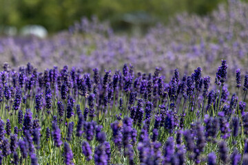 Obraz premium A field of blooming lavender (Lavandula) with blurred greenery