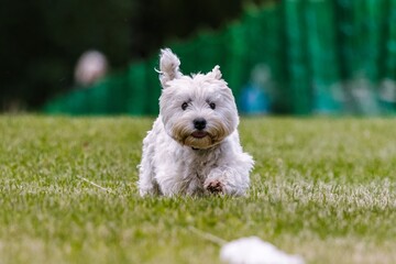 West Highland White Terrier westie dog running lure course dog sport