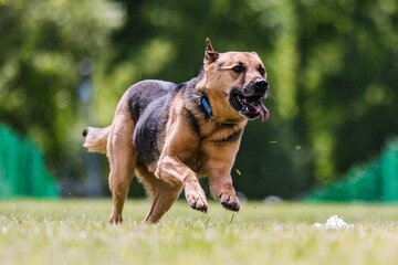 German Shepherd mixed breed mutt dog running lure course dog sport