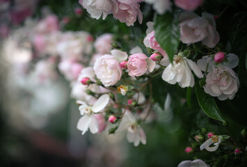 Pink And White Roses The