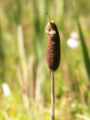 Close up of typha plant.