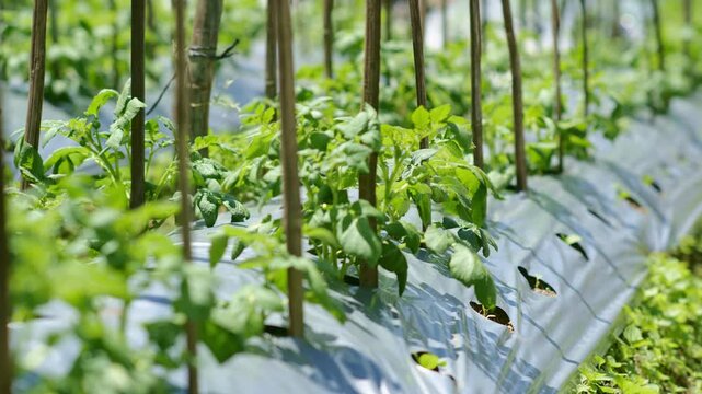 Close-Up of Tomato Plants with Weed Mat on the Slopes of Mount Merapi