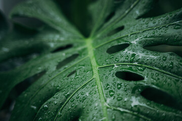 Close up water drops on monstera leaves © Cavan