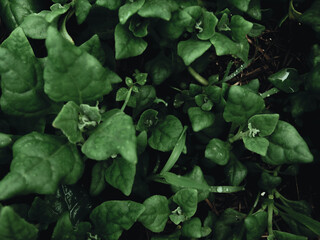 pattern with dark green spinach leaves