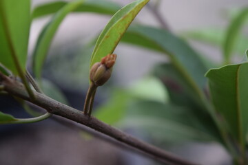 Sapodilla fruit or Manilkara zapota or Chiku or Sawo or Naseberry or Nispero or Chicle or Chicle Gum is brown to reddish when still unripe on a tree branch.