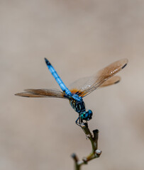 Close up of blue dasher dragonfly perched on twig in summer.