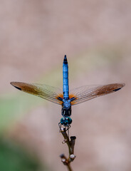 Close up of blue dasher dragonfly perched on twig in summer.