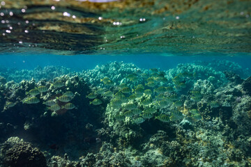 Underwater photo of live coral reef and fish