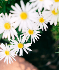 Obraz premium Close-up of blooming white daisies with yellow centers, over sid