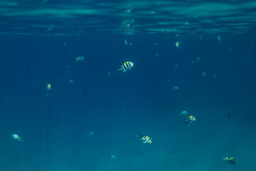 Underwater image of fish swimming in clear Hawaii waters