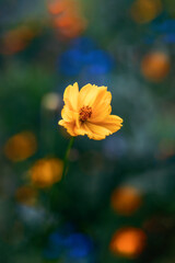 Yellow cosmo with colorful flowers in background