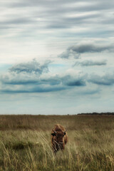 American Bison standing in prairie