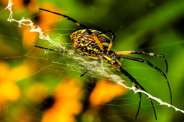 A garden spider, Argiope aurantia Lucas, on its web in a garden.