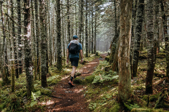 Hiking 100 mile wilderness, Appalachian Trail through forest, Maine