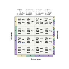 Table of RNA Codons - Genetic biological code of amino acids. Amino acid sequence chart. Eps 10 vector illustration.