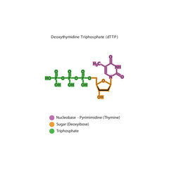 Deoxythymidine Triphosphate (dTTP) skeletal structure schematic illustration, Nucleoside molecule.