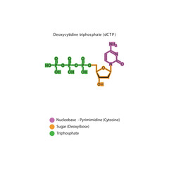 Deoxycytidine triphosphate (dCTP) skeletal structure schematic illustration, Nucleoside molecule.