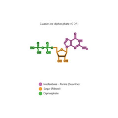 Guanosine diphosphate (GDP) skeletal structure schematic illustration, Nucleoside molecule.