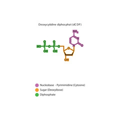 Deoxycytidine diphosphat (dCDP) skeletal structure schematic illustration, Nucleoside molecule.