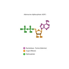 Adenosine diphosphate (ADP) skeletal structure schematic illustration, Nucleoside molecule.