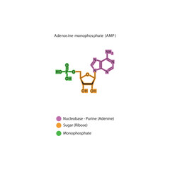 Adenosine monophosphate (AMP) skeletal structure schematic illustration, Nucleotide molecule.