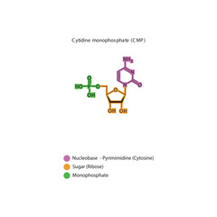 Cytidine monophosphate (CMP) skeletal structure schematic illustration, Nucleotide molecule.
